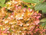 Hydrangea paniculata 'Unique'