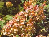 Hydrangea paniculata 'Pink Diamond'
