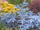 Abies arizonica_Acer japonicum_Acer palmatum