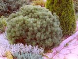 Pinus mugo Mops