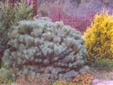 Pinus sylvestris _Windsor_