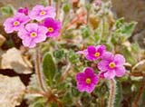 Androsace sarmentosa