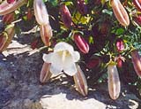 Campanula betonicefolia