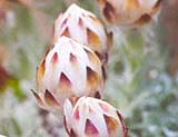 Helichrysum milfordiae