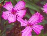 Dianthus carthusianorum