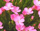 Dianthus microlepis