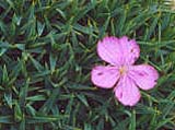 Dianthus webbianus