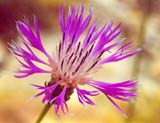 Centaurea montana