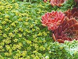 Azorella trifurcata _Minima_