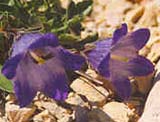 Campanula aff_aucheriana