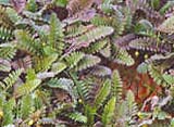 Cotula squalida