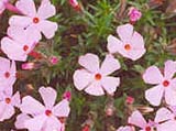 Phlox _Borinovice_