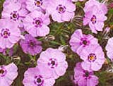Phlox _Rosen Queen_