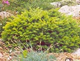 Picea abies _Little Gem_