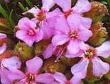 Saponaria X olivana