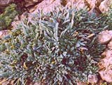 Sax.(Ligulatae) crustata