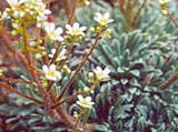 Sax.(Ligulatae) crustata