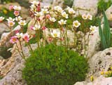 Saxifraga X arendsii