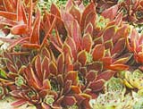 Sempervivum
