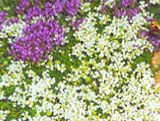 Thymus _Albus_
