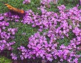 Thymus praecox _Minor_