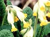 Primula veris