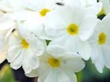 Primula denticulata