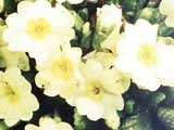 Primula vulgaris