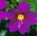 Primula woronowii