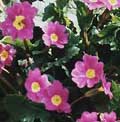 Primula juliae