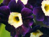 Primula auricula