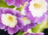 Primula auricula
