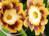 Primula auricula