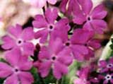 Primula cortusoides