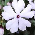 Primula sieboldii