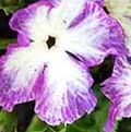 Primula sieboldii