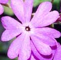 Primula pruhoniciana