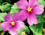 Primula scandinavica