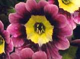 Primula auricula