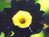Primula auricula