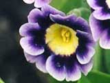 Primula auricula