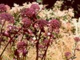 Angelica gigas