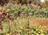 Angelica gigas / Persicaria amplexaulis _Firetail_ /    Eupatorium maculatum