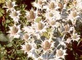 Eryngium giganteum / Stachys byzantina _Cotton Ball_