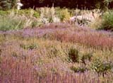 Salvia nemorosa _Blauhugel_ _Caradonna_ _Rugen_ /    verbascum chaixii