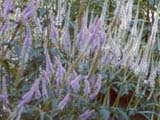 Veronicastrum (veronica) virginica / Eupatorium maculatum /   Nepeta sibirica