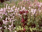Sidalcea oregana