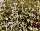 Echinops sphaerocephalus / Eupatorium maculatum /  Calamintha nepeta