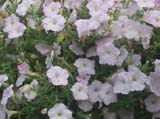 Ramblin _Lilac_