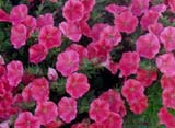 Ramblin _Neon Rose_